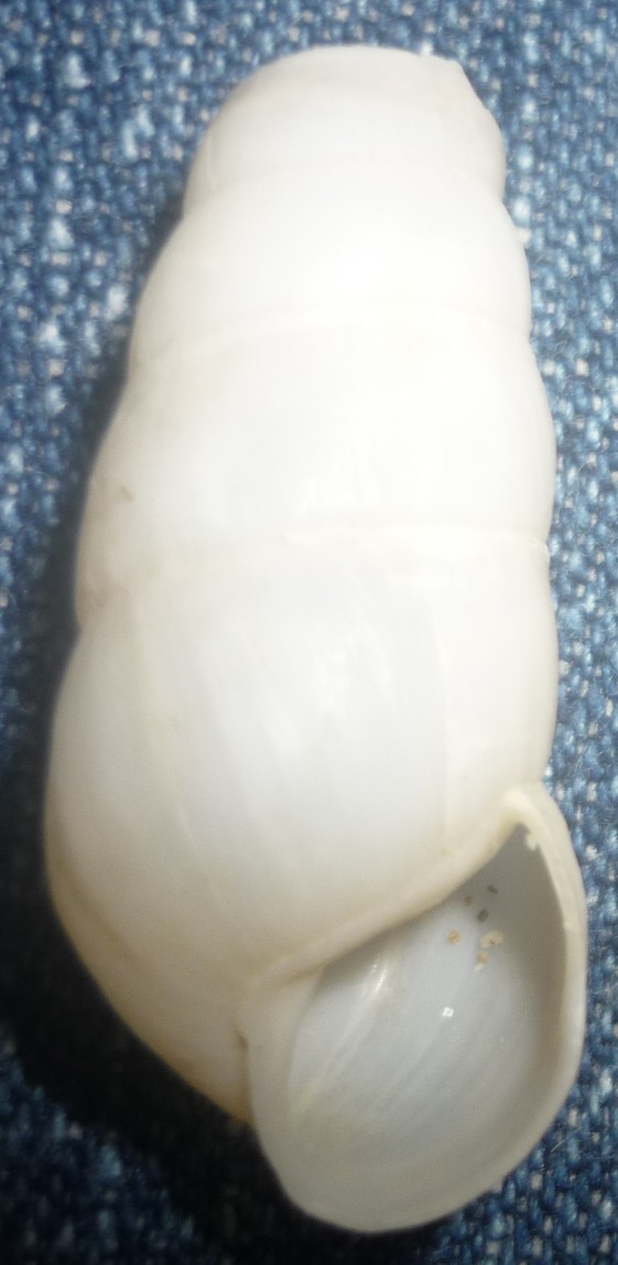 Rumina decollata
